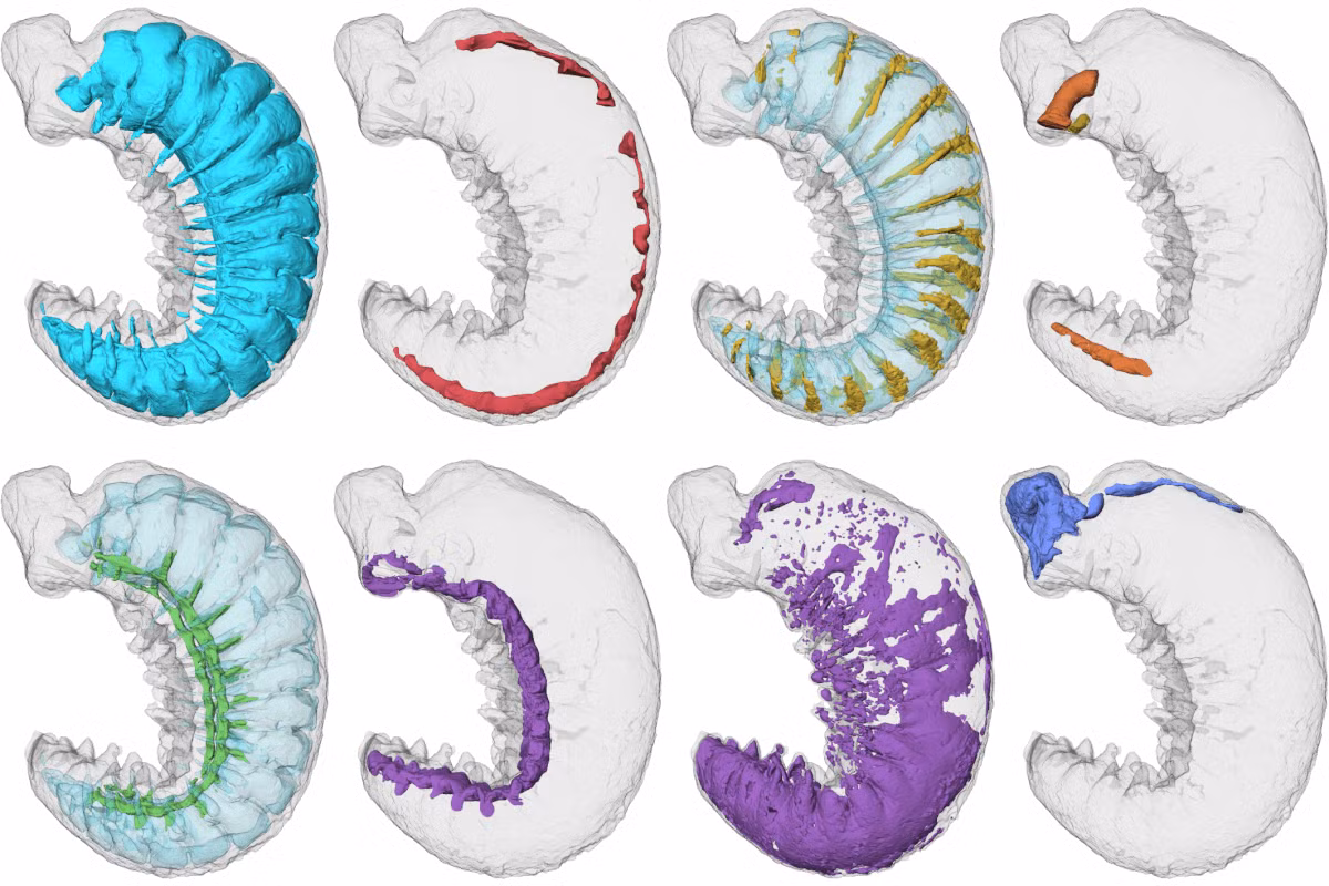 Sử dụng kỹ thuật chụp cắt lớp X-quang (XCT), các nhà nghiên cứu đã tạo ra hình ảnh 3D của các cơ quan bên trong, bao gồm não, hệ thần kinh, và các tuyến tiêu hóa. Điều này giúp họ hiểu rõ hơn về sự phát triển và cấu trúc phức tạp của các loài động vật thời kỳ đầu.(Ảnh:Study Finds)