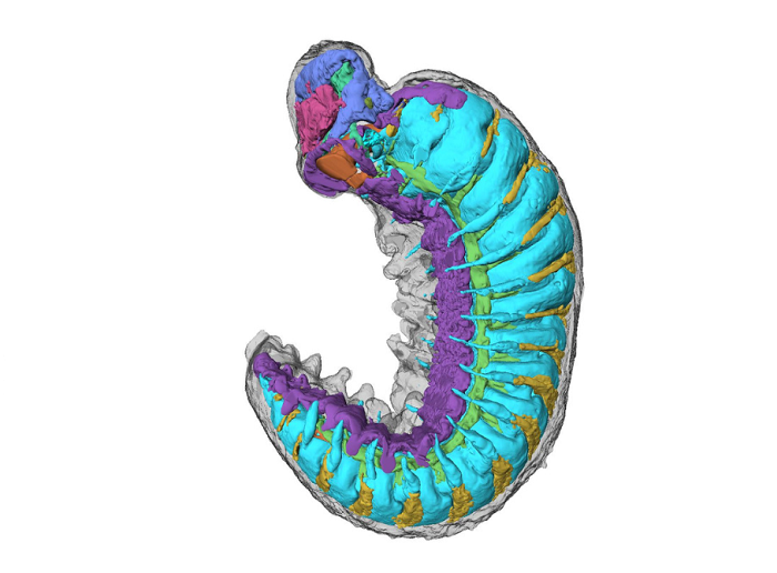 Hóa thạch Youti yuanshi được phát hiện tại Yu’anshan Formation ở Trung Quốc. (Ảnh:Lightsources.org)