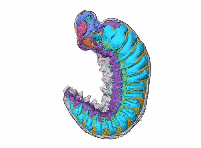 Hóa thạch Youti yuanshi được phát hiện tại Yu’anshan Formation ở Trung Quốc. (Ảnh:Lightsources.org)