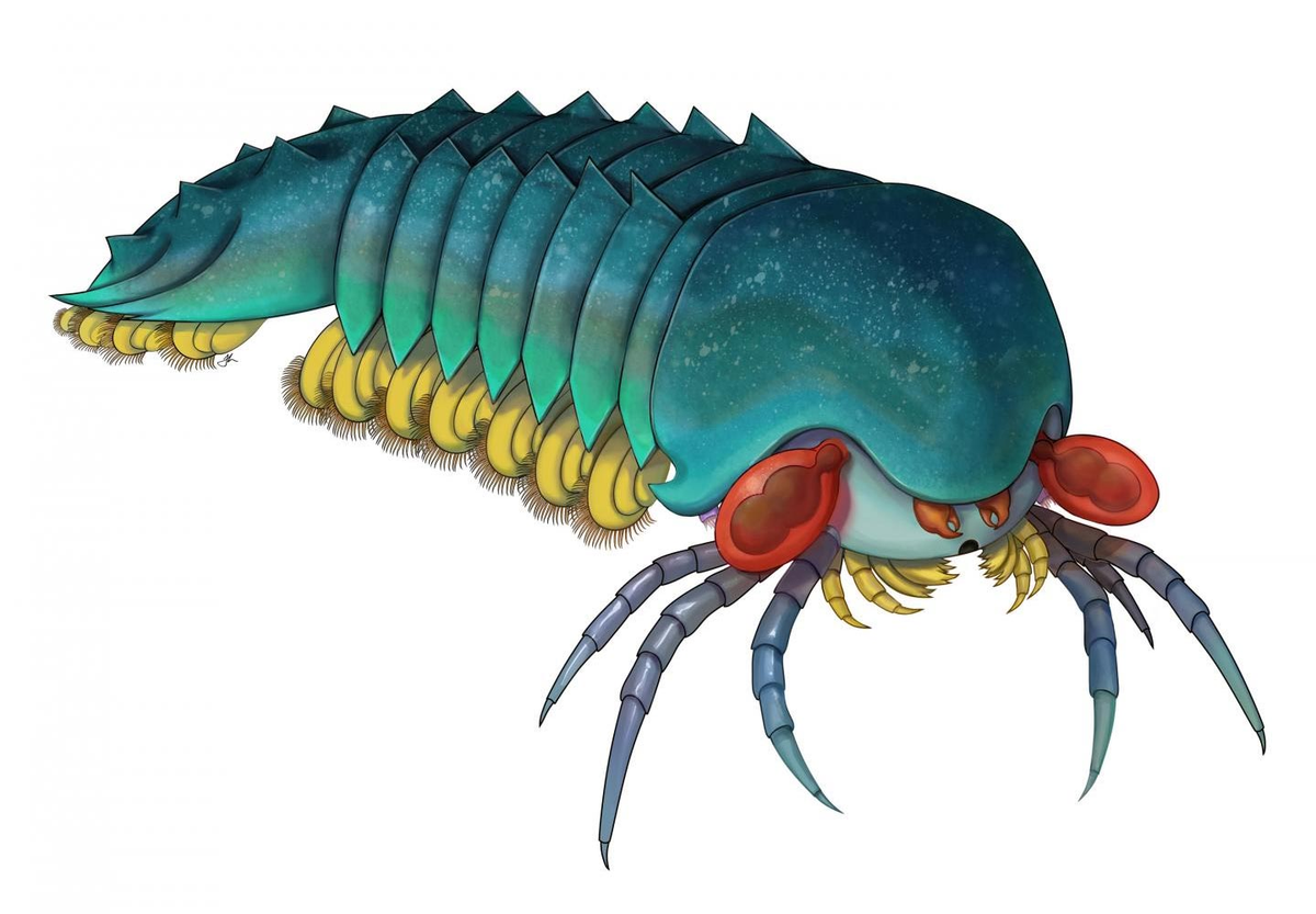 Đây là một loài thuộc nhóm euarthropod, tổ tiên của các loài côn trùng, nhện, và cua hiện đại.(Ảnh:Variety of Life)