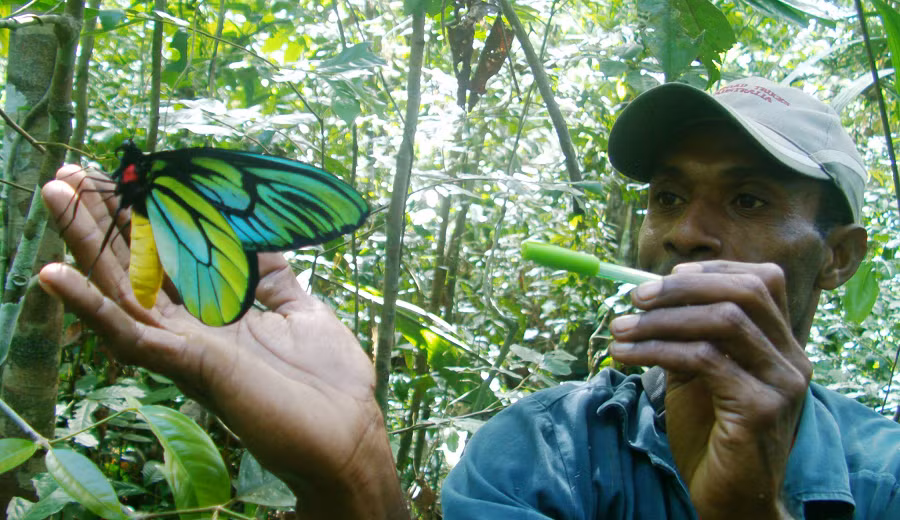 Tuy nhiên, chúng đang bị đe dọa nghiêm trọng bởi sự mất môi trường sống và săn bắt trái phép, khiến chúng trở thành loài bướm quý hiếm và có giá trị cao trên thị trường chợ đen.