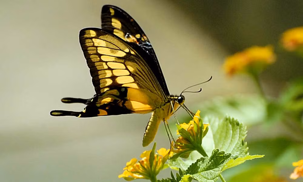 Nhưng hiện nay, chỉ còn khoảng vài trăm cá thể sống sót trong tự nhiên, chủ yếu do sự phá hủy rừng nhiệt đới và việc sử dụng hóa chất nông nghiệp. (Ảnh:Earth.com)