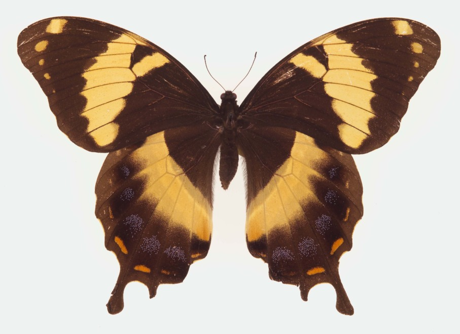 2. Bướm Papilio homerus (Homerus Swallowtail): Loài bướm Papilio homerus, còn được gọi là bướm Homerus Swallowtail, là loài bướm lớn nhất ở Tây bán cầu, chỉ tìm thấy ở Jamaica. Với sải cánh dài tới 15 cm và màu vàng đen rực rỡ, loài bướm này là biểu tượng của sự đa dạng sinh học của đảo quốc này. (Ảnh:Wikipedia)