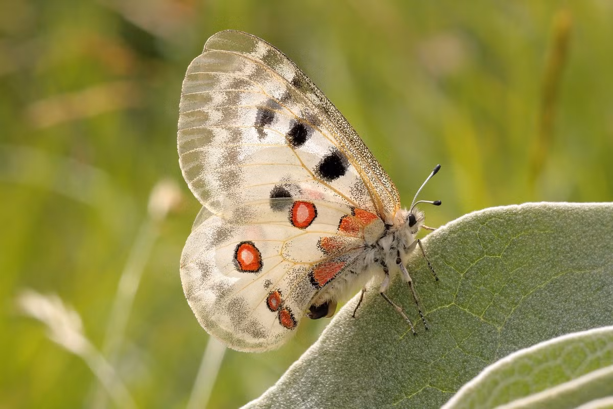 Với sải cánh màu trắng tinh khiết và những chấm đỏ nổi bật, Apollo là biểu tượng của vẻ đẹp mong manh của thiên nhiên, nhưng số lượng của chúng đang giảm mạnh và có nguy cơ biến mất trong nhiều khu vực.(Ảnh:(Ảnh:wilderness)