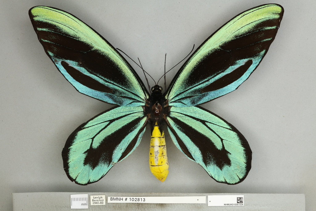 4. Bướm Ornithoptera alexandrae (Queen Alexandra's Birdwing): Được xem là loài bướm lớn nhất thế giới, Queen Alexandra's Birdwing (Ornithoptera alexandrae) là một kỳ quan thiên nhiên của Papua New Guinea. Với sải cánh có thể đạt tới 30 cm, loài bướm này có màu sắc rực rỡ với các dải màu xanh, vàng và đen. (Ảnh:iNaturalist)