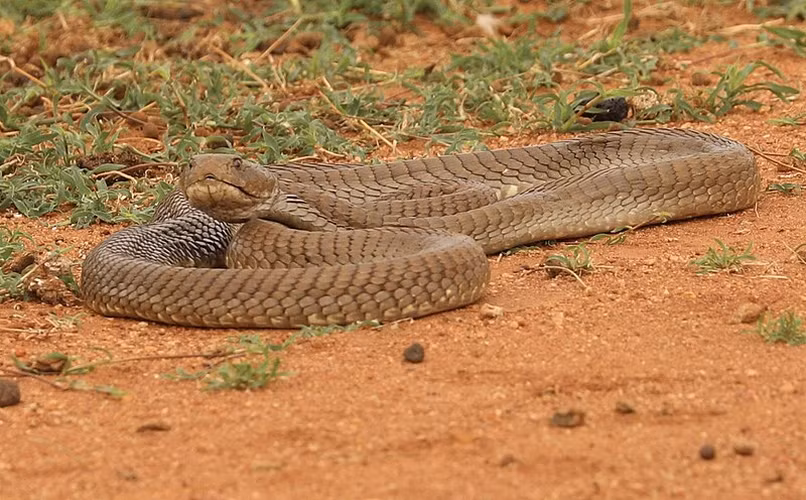 Chúng có chiều dài trung bình từ 1,3 đến 2 mét, với một số loài có thể đạt tới 3 mét. Màu sắc của chúng thường là đen, nâu hoặc xám, tùy thuộc vào môi trường sống. (Ảnh: Wikipedia)