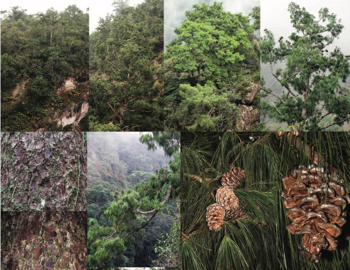 Số lượng cá thể rất hạn chế và khả năng tái sinh tự nhiên của loài này rất thấp, khiến nó được xếp vào danh sách các loài cực kỳ nguy cấp (CR) theo tiêu chí của IUCN. (Ảnh:The Gymnosperm Database)