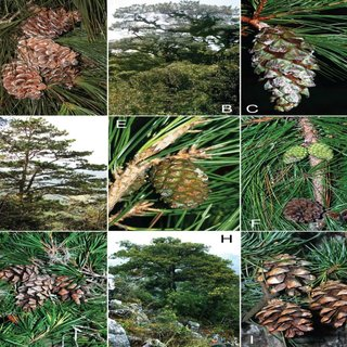 Pinus cernua là một minh chứng rõ ràng cho sự phong phú và đa dạng của hệ thực vật Việt Nam. Việc bảo tồn và nghiên cứu loài thông này không chỉ có ý nghĩa khoa học mà còn góp phần bảo vệ môi trường sống tự nhiên, đảm bảo sự cân bằng sinh thái cho các thế hệ tương lai. (Ảnh:ResearchGate)