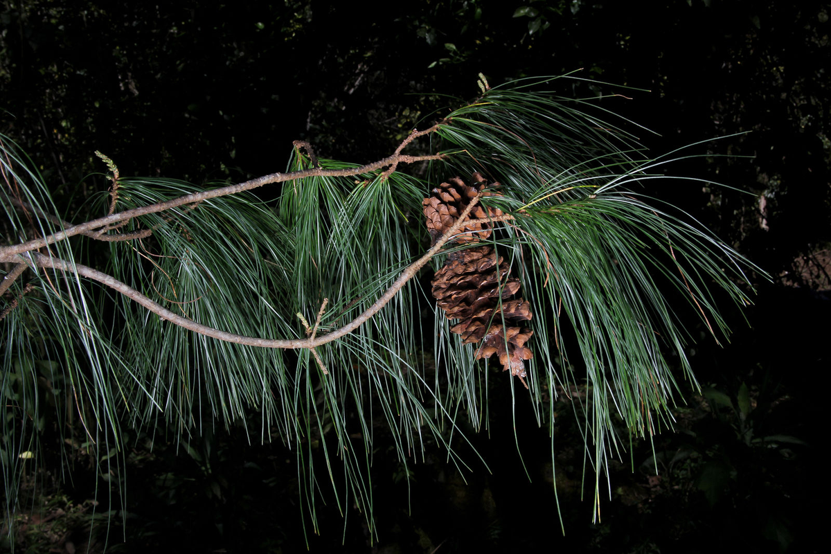 Phát hiện này không chỉ đóng góp vào việc bảo tồn đa dạng sinh học mà còn mở ra cơ hội nghiên cứu sâu hơn về các loài cây lá kim đặc hữu của Việt Nam. Việc xác định và bảo vệ Pinus cernua là một bước tiến quan trọng trong việc duy trì và phát triển các hệ sinh thái rừng nhiệt đới núi cao của nước ta. (Ảnh:Plants of the World Online)