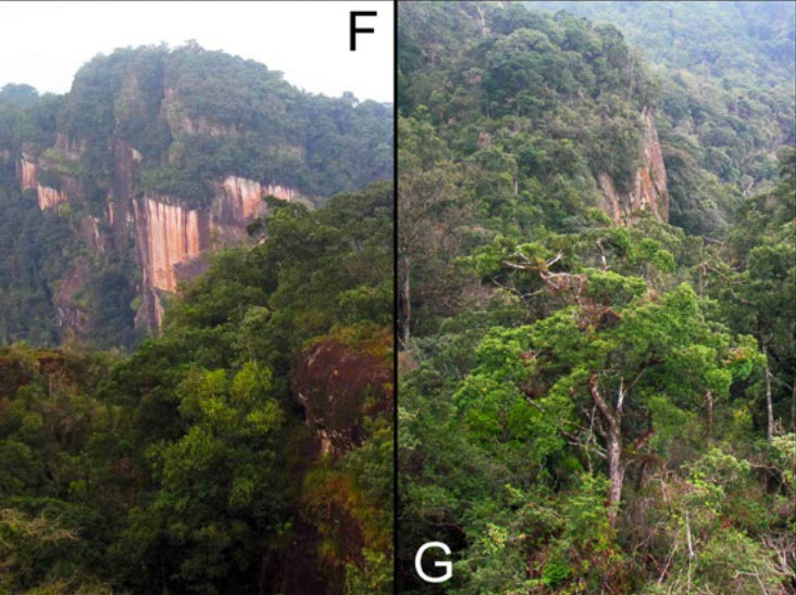 Pinus cernua hiện chỉ được biết đến tại ba quần thể nhỏ trong khu vực Xuân Nha, với phạm vi phân bố hẹp khoảng 2 km². (Ảnh:The Gymnosperm Database)