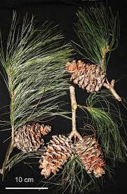 Trong một phát hiện đáng chú ý, các nhà khoa học Việt Nam đã công bố loài thông mới mang tên Pinus cernua L. K. Phan ex Aver., K. S. Nguyen &amp; T. H. Nguyen sp. nov. (Ảnh:Threatened Conifers of the World)