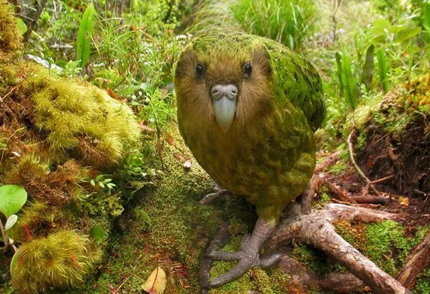 Kakapo, hay còn gọi là vẹt cú, là một loài chim đặc hữu của New Zealand, nổi bật với nhiều đặc điểm độc đáo và tình trạng bảo tồn cực kỳ nguy cấp. Kakapo (danh pháp khoa học: Strigops habroptilus) là loài vẹt lớn nhất thế giới, với chiều dài trung bình khoảng 60 cm và cân nặng lên tới 2 kg.(Ảnh: WIRED)