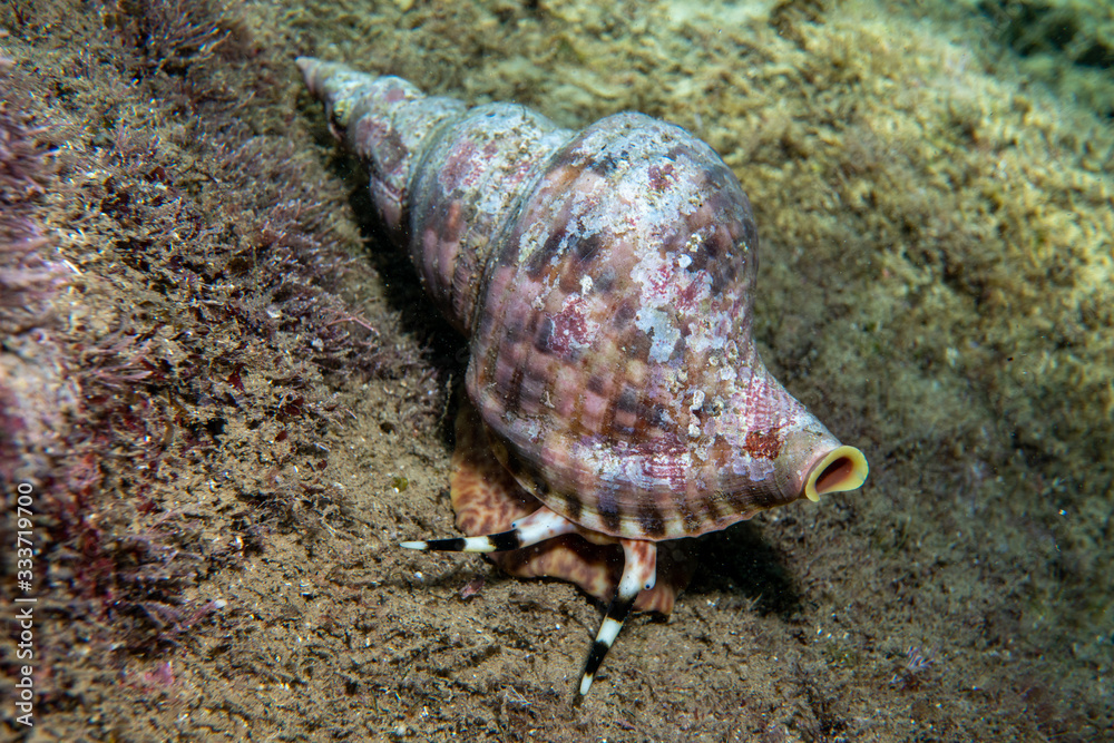 Thức ăn chính của chúng là sao biển gai (Acanthaster planci), một loài sinh vật có khả năng tàn phá san hô trên diện rộng. Nhờ việc kiểm soát số lượng sao biển gai, ốc tù và giúp bảo vệ và duy trì sự cân bằng của các rạn san hô, góp phần vào việc bảo tồn đa dạng sinh học biển. (Ảnh: Adobe Stock)