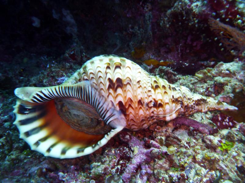 Ốc tù và đóng vai trò quan trọng trong hệ sinh thái biển, đặc biệt là ở các rạn san hô. (Ảnh: Observation)