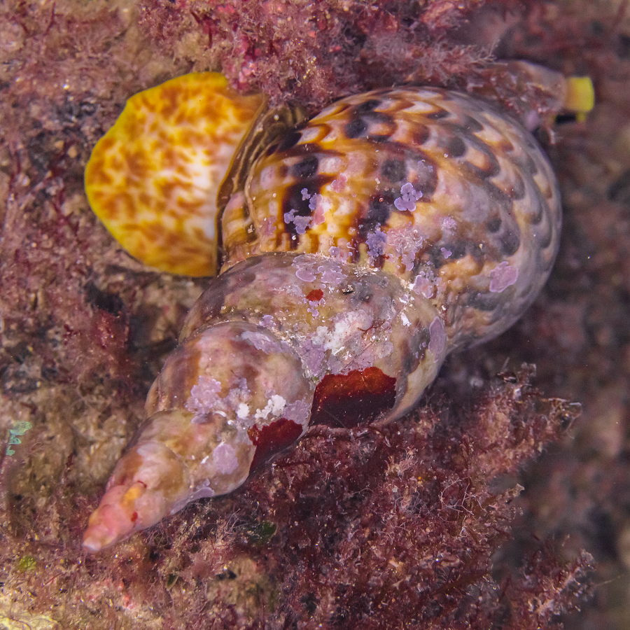 Ốc tù và, có tên khoa học là Charonia Tritonis, còn được biết đến với các tên gọi khác như ốc hoàng hậu hay ốc nữ hoàng. (Ảnh: Wikipedia)