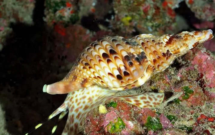 Theo Sách Đỏ Việt Nam, ốc tù và được xếp vào danh mục loài động vật rất nguy cấp, đứng trước nguy cơ tuyệt chủng ngoài thiên nhiên. Việc khai thác quá mức và sự suy giảm môi trường sống đã khiến số lượng loài này giảm sút nghiêm trọng. Sự xuất hiện trở lại của ốc tù và tại Cù Lao Chàm là một tín hiệu tích cực, cho thấy những nỗ lực bảo tồn đang mang lại kết quả. (Ảnh: Live Nisyros)