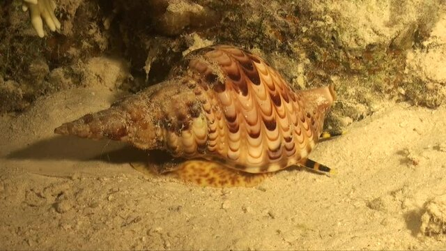 Sự xuất hiện trở lại của ốc tù và tại Cù Lao Chàm không chỉ là một tin vui đối với ngư dân và các nhà khoa học, mà còn là một minh chứng cho thấy tầm quan trọng của việc bảo vệ và bảo tồn các loài sinh vật biển. (Ảnh: Adobe Stock)