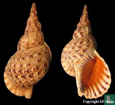 Không chỉ có giá trị sinh thái, ốc tù và còn có giá trị kinh tế và văn hóa. Vỏ ốc được sử dụng làm đồ trang trí, tạo nên những sản phẩm mỹ nghệ độc đáo và có giá trị cao. Ngoài ra, loài ốc này còn gắn liền với nhiều truyền thuyết và câu chuyện dân gian, góp phần làm phong phú thêm văn hóa biển đảo Việt Nam. (Ảnh: LastDodo)