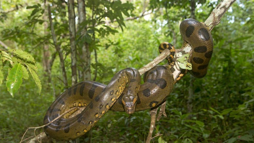 Trăn anaconda sống nửa cạn nửa nước, thường ẩn náu trong các đầm lầy, con sông và cánh rừng rậm của Nam Mỹ.(Ảnh:BBC)