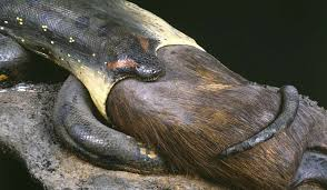 Chúng thường bơi dọc theo các con sông để tìm thức ăn. Tuy sống đơn độc và nhút nhát, trăn anaconda lại rất hung tàn trong việc tấn công con mồi. Chúng ăn các loài động vật lớn và có khả năng nuốt chửng con mồi nguyên con. Các chuyên gia khuyến cáo mọi người nên tránh xa loài này.(Ảnh:Senckenberg Naturmuseum Frankfurt)