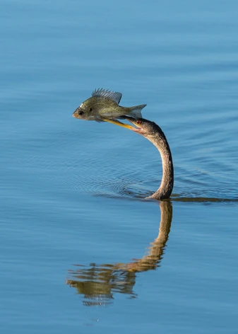 Cấu tạo đặc biệt của cổ loài chim này cho phép chúng uốn cong cổ và phóng về phía trước với tốc độ nhanh, lực mạnh để xiên cá dưới nước.(Ảnh: Liz Kearley)