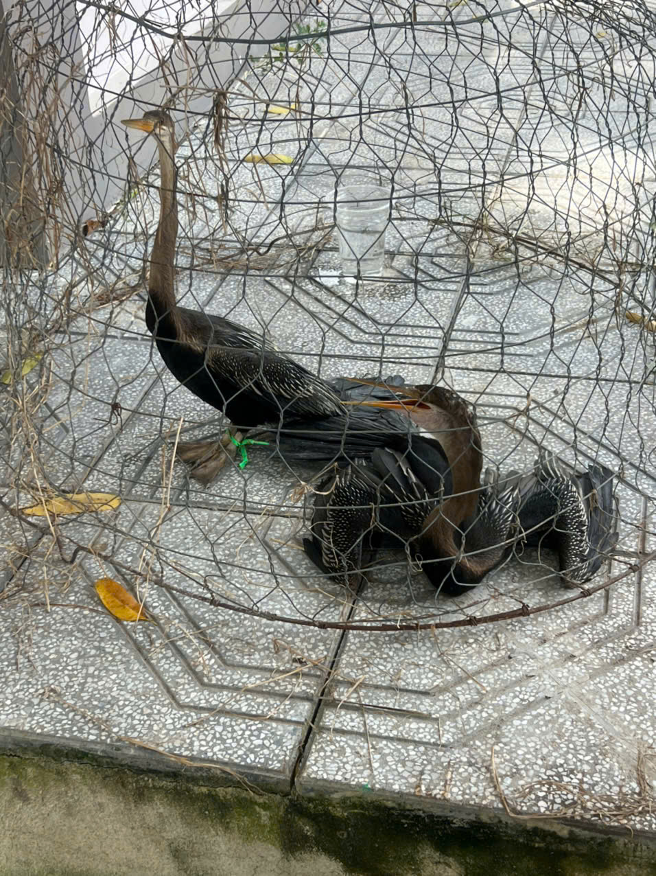 Công an huyện Châu Thành, tỉnh Tây Ninh đang tạm giữ Huỳnh Trọng Nghĩa (sinh năm 1995) để điều tra về hành vi buôn bán trái phép động vật thuộc danh mục loài nguy cấp, quý hiếm. Vào ngày 17/8, Nghĩa bị bắt quả tang khi đang vận chuyển hai cá thể chim cổ rắn - loài nguy cấp - để bán. Nghĩa đã mua chim này qua mạng xã hội để bán lại kiếm lời. Theo Bộ luật Hình sự, việc buôn bán động vật quý hiếm có thể bị phạt tiền hoặc phạt tù từ 1 đến 5 năm. Hiện vụ việc đang tiếp tục được điều tra. (Ảnh: Công an TP. HCM)