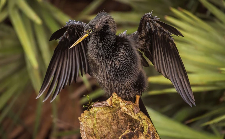 Đời sống của chim cổ rắn gắn liền với môi trường nước. Chúng có tập tính kiếm ăn cùng với các loài chim cốc ở những bãi bồi ngập nước ven biển. Thức ăn chính của chim cổ rắn là cá, tôm, lưỡng cư nhỏ. (Ảnh: Hrishiekesh Nulkar)