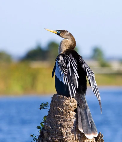 Giống như chim cốc, chim cổ rắn có bộ lông thấm nước và nó thường được nhìn thấy khi đậu trên tảng đá hoặc cành cây với đôi cánh dang ra để hong khô. (Ảnh: Mark Eden)