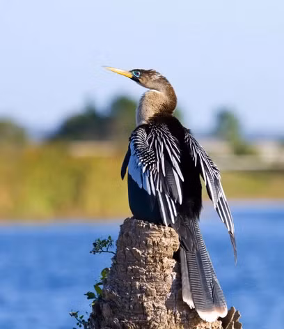 Giống như chim cốc, chim cổ rắn có bộ lông thấm nước và nó thường được nhìn thấy khi đậu trên tảng đá hoặc cành cây với đôi cánh dang ra để hong khô. (Ảnh: Mark Eden)