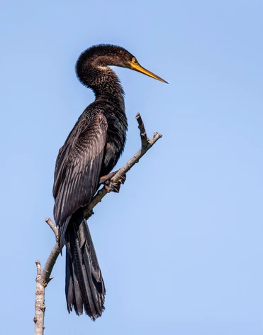 Trong tự nhiên, chim cố rắn thường sinh sống ở các vùng đất ngập nước có nhiều loài chim khác quần tụ (sân chim). Tổ của chúng thường ở vị trí cao nhất so với tổ của các loài khác trong cùng địa điểm.(Ảnh: Beamie Young)