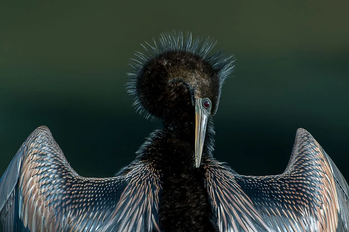 Đặc điểm nổi bật của chim cổ rắn là chiếc cổ rất dài và linh hoạt. Cấu trúc của cổ đặc trưng ở các cơ phát triển mạnh tại một điểm gấp khúc ở đốt sống cổ thứ 8 và thứ 9. (Ảnh: Ralph Gaines)