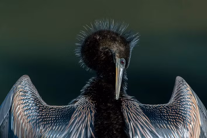 Đặc điểm nổi bật của chim cổ rắn là chiếc cổ rất dài và linh hoạt. Cấu trúc của cổ đặc trưng ở các cơ phát triển mạnh tại một điểm gấp khúc ở đốt sống cổ thứ 8 và thứ 9. (Ảnh: Ralph Gaines)