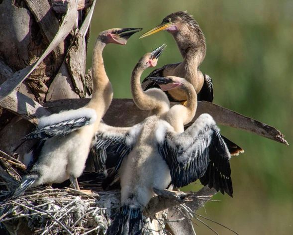 Mùa sinh sản hàng năm của chim cổ rắn kèo dài từ tháng 5-8. Thời gian làm tổ từ 14-17 ngày. Đẻ 3-4 trứng, số ngày ấp trứng từ 25-27 ngày. Chúng thường sống thành từng đôi ngay cả ngoài mùa sinh sản. (Ảnh: Robert Wilson)