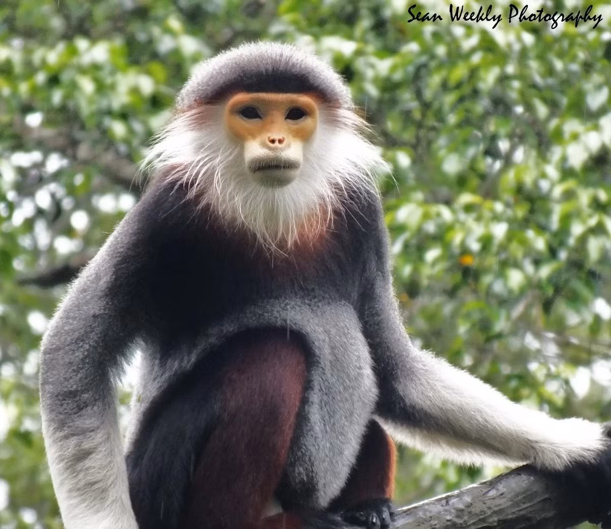 Chà vá chân đen có bộ lông xám với vết lông trắng ở mông, lông vai và tay màu đen. Đặc biệt, chúng có cặp chân và hai cánh tay màu đen, đúng như tên gọi. Lông trên đầu màu xám với một vành đen phía trên trán, và râu quai nón màu trắng. Đuôi dài với sắc lông trắng, tạo nên một vẻ ngoài rất đặc trưng và dễ nhận biết.(Ảnh: Animal Database)
