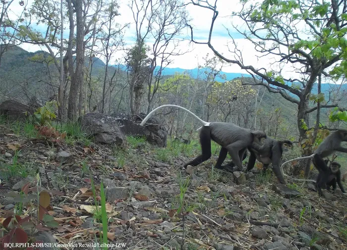Tại rừng phòng hộ Lòng Sông - Đá Bạc (Bình Thuận), các nhà nghiên cứu đã phát hiện loài chà vá chân đen quý hiếm nhờ bẫy ảnh. (Ảnh: BQL rừng phòng hộ Lòng Sông - Đá Bạc cung cấp)