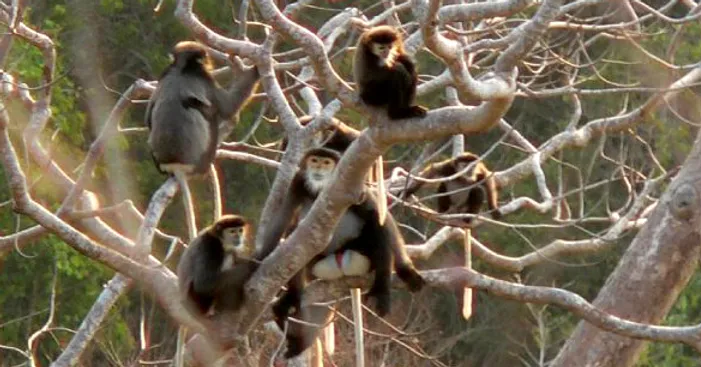 Loài chà vá chân đen thường sống thành từng nhóm từ 3 đến 20 cá thể, chủ yếu sinh trưởng trong các cánh rừng già ở độ cao từ 300m trở lên so với mực nước biển. (Ảnh: Primate Watching)