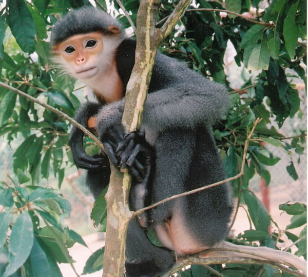 Chà vá chân đen (Pygathrix nigripes) là một loài khỉ ăn lá đặc hữu của Việt Nam và Campuchia, được biết đến với vẻ đẹp độc đáo và tình trạng bảo tồn cực kỳ nguy cấp. Loài này sinh sống chủ yếu ở khu vực Nam Trường Sơn của Việt Nam và miền núi Campuchia lân cận. (Ảnh: WWF)