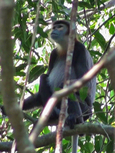 Thức ăn của chúng chủ yếu là lá cây, thỉnh thoảng thêm trái cây và hoa. Một điểm đặc biệt là khi gặp nguy hiểm, chúng thường trở nên bất động, điều này khiến chúng dễ bị săn bắt. (Ảnh: Ecology Asia)