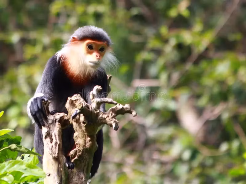 Chà vá chân đen không chỉ là một phần quan trọng của hệ sinh thái rừng nhiệt đới mà còn là biểu tượng của sự đa dạng sinh học và cần được bảo vệ để duy trì sự cân bằng tự nhiên. (Ảnh: Dreamstime)