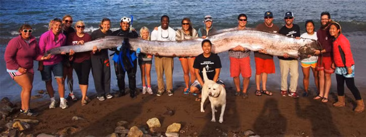 Cá mái chèo có thân màu bạc và đôi khi được gọi là “vua của cá trích” vì có đặc điểm bề ngoài tương tự với loài cá nhỏ này. Tuy nhiên, chúng được đặt tên là cá mái chèo do có phần vây ngực dài giống mái chèo.(Ảnh: adriaticnature)