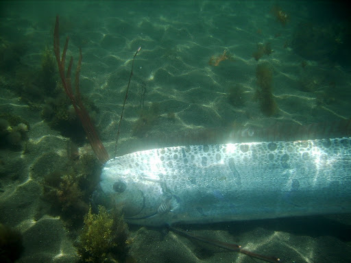 Khác với nhiều loài cá khác, cá mái chèo không có vảy. Thay vào đó, chúng có một lớp áo khoác màu bạc được hình thành từ chất guanin, làm cho bề mặt da của chúng khá mềm và dễ bị tổn thương.(Ảnh: Diver.net)