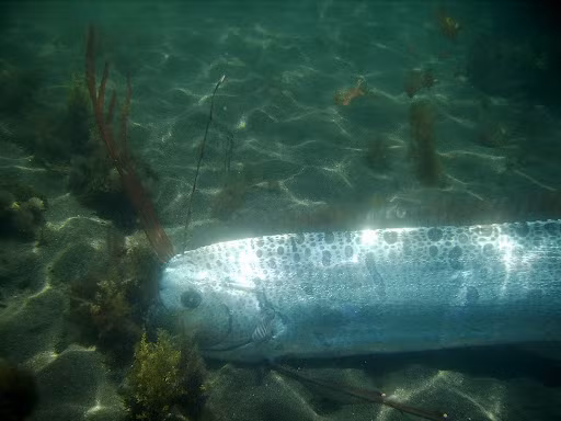 Khác với nhiều loài cá khác, cá mái chèo không có vảy. Thay vào đó, chúng có một lớp áo khoác màu bạc được hình thành từ chất guanin, làm cho bề mặt da của chúng khá mềm và dễ bị tổn thương.(Ảnh: Diver.net)