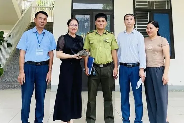 Cô Võ Thị Phương Chinh, giáo viên trường mầm non Trần Phú, đã liên hệ với chính quyền địa phương và lực lượng kiểm lâm để bàn giao cá thể rùa vàng này. Sau đó, lực lượng chức năng đã chuyển cá thể rùa đến Vườn Quốc gia Vũ Quang để chăm sóc và chuẩn bị thả về tự nhiên nhằm bảo tồn loài động vật quý hiếm này. (Ảnh: Báo Hà Tĩnh)