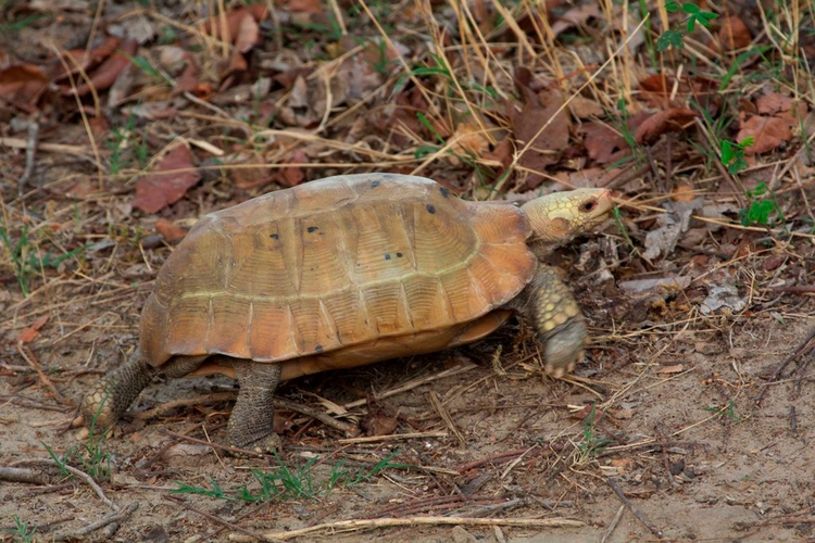 Rùa núi vàng sống trong rừng nơi có những bụi cây thấp, ở độ cao tương đối thấp, không sống dưới nước như các loài rùa đầm và rùa nước ngọt khác.(Ảnh:India Biodiversity Portal)