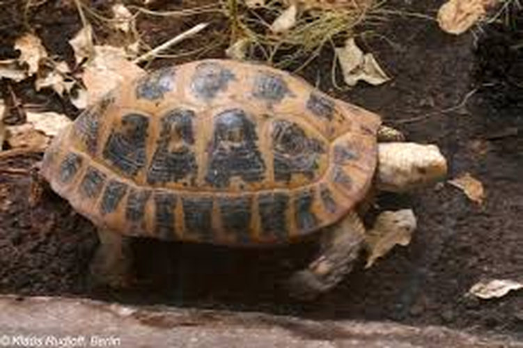 Chân hình trụ, ngón chân không có màng da. Mai màu vàng, giữa mỗi tấm vảy có đốm đen.(Ảnh:BioLib)