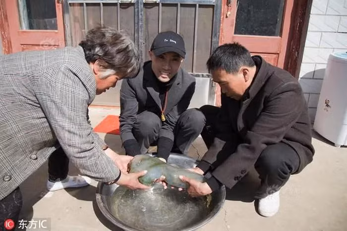 Khối "thịt cỏ linh chi" này có kết cấu trong suốt, mềm mại và đàn hồi, được mô tả giống như bọt biển.