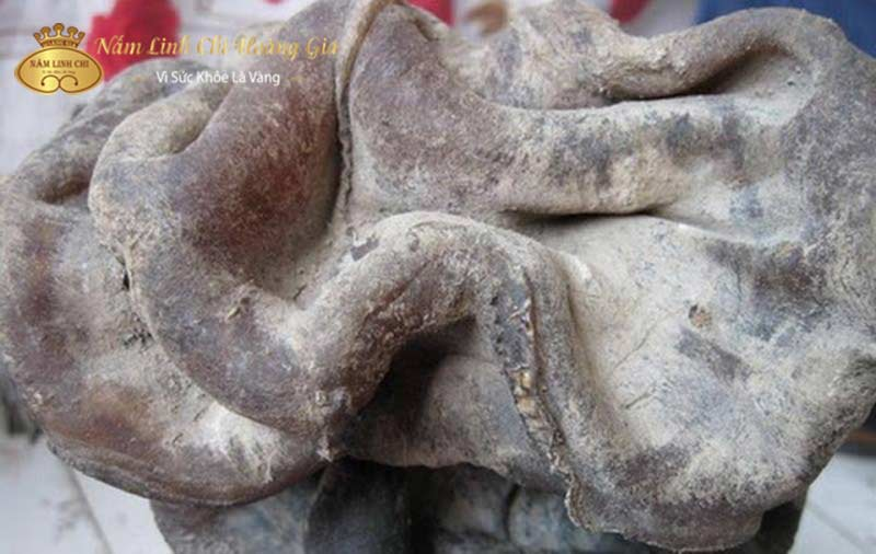 Tuy nhiên, các chuyên gia hiện đại cảnh báo rằng giá trị y dược của nó vẫn chưa được xác định rõ ràng và khuyên không nên tùy tiện sử dụng để tránh nguy cơ ngộ độc. (Ảnh: Linh Chi Hoàng Gia)