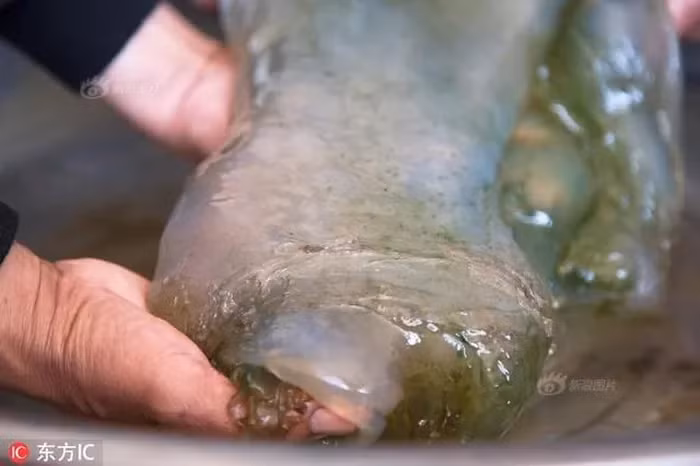 Sau khi đem vật thể này đến các chuyên gia giám định, anh phát hiện ra đó là "thiên nhiên thái tuế" hay còn gọi là "thịt cỏ linh chi hoang dã" - một loại vật thể quý hiếm, được ước tính có giá trị lên tới 31,5 tỷ đồng.