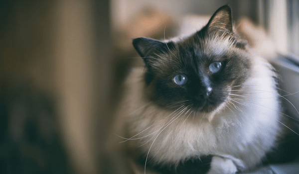 7. Mèo Miến Điện: Cân nặng từ 4kg đến 6kg. Giống mèo này có bộ lông ngắn và mượt, tính cách hiền lành và dễ gần.(Ảnh: Russicat)