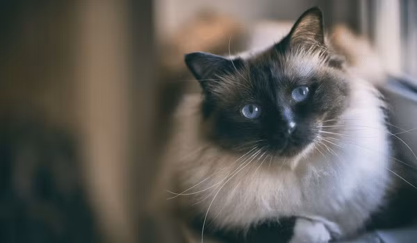 7. Mèo Miến Điện: Cân nặng từ 4kg đến 6kg. Giống mèo này có bộ lông ngắn và mượt, tính cách hiền lành và dễ gần.(Ảnh: Russicat)